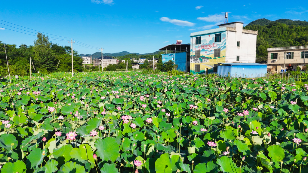 组图 | 崇阳县西庄村：一池荷风 满屏清凉